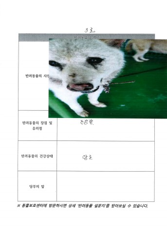 믹스견 이미지 파일 입니다.