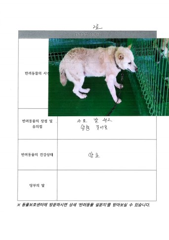 믹스견 이미지 파일 입니다.