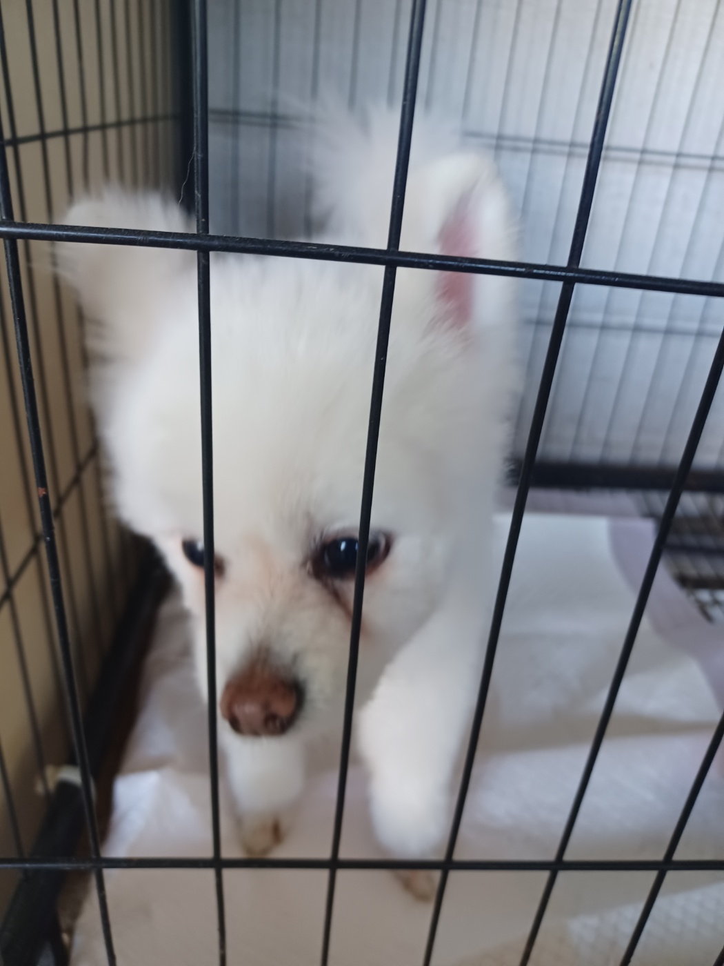 포메라니안 이미지 파일 입니다.