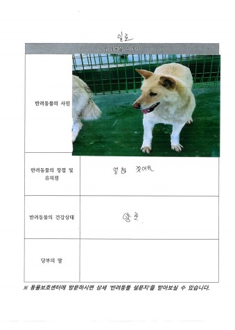 믹스견 이미지 파일 입니다.
