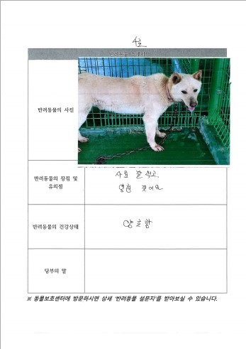 믹스견 이미지 파일 입니다.