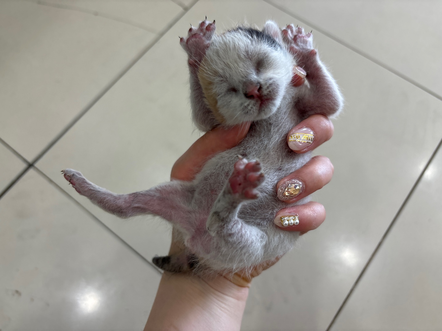 한국 고양이 이미지 파일 입니다.