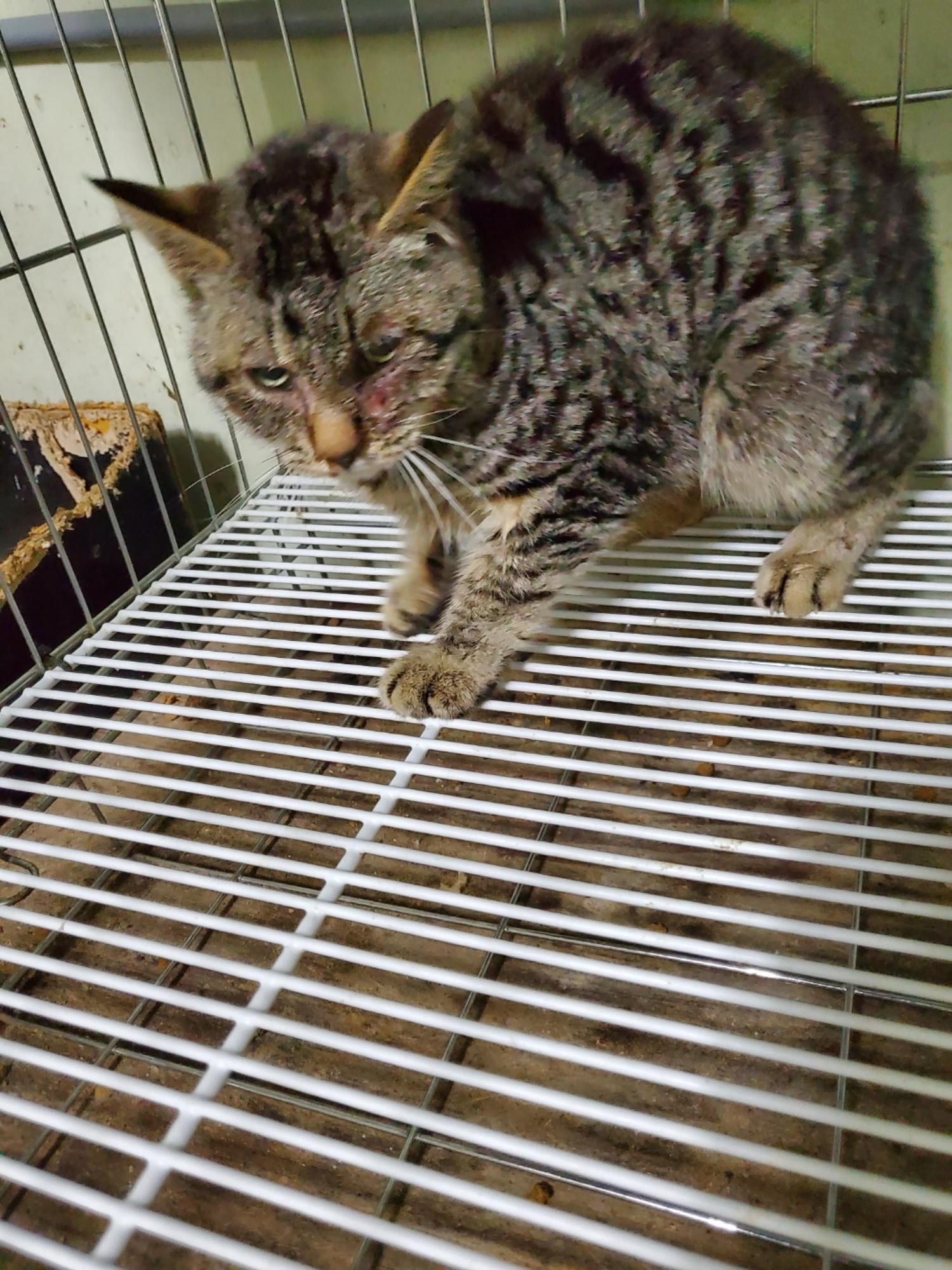 한국 고양이 이미지 파일 입니다.