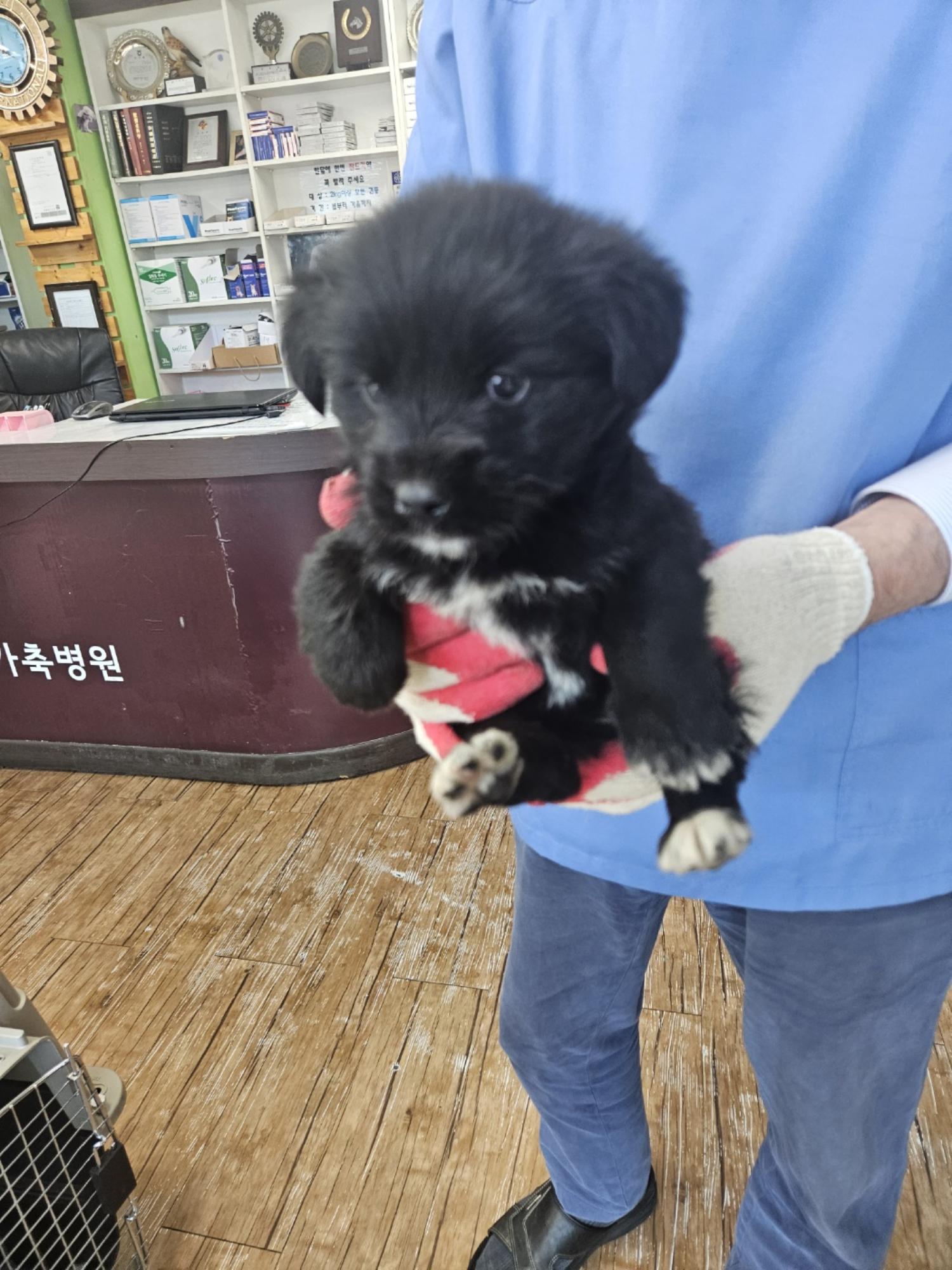 믹스견 이미지 파일 입니다.