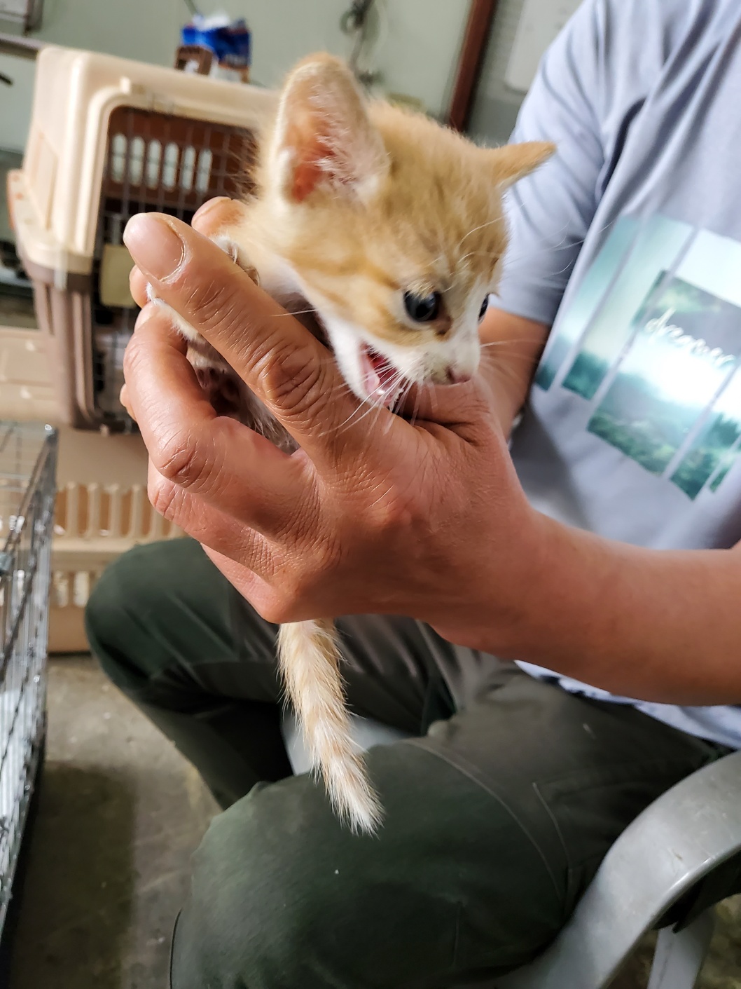 한국 고양이 이미지 파일 입니다.