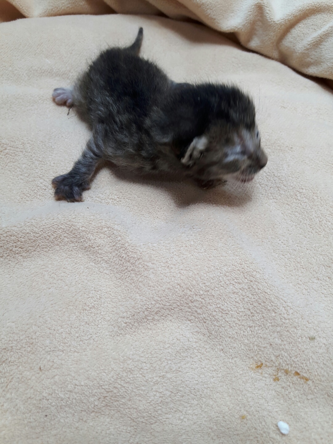 한국 고양이 이미지 파일 입니다.