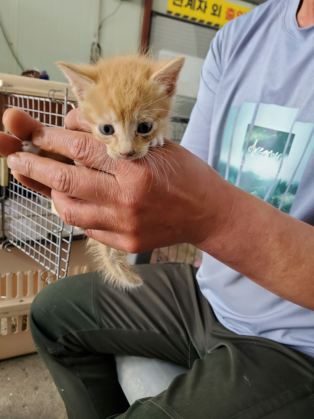 한국 고양이 이미지 파일 입니다.