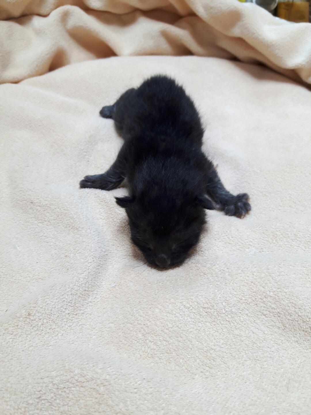 한국 고양이 이미지 파일 입니다.