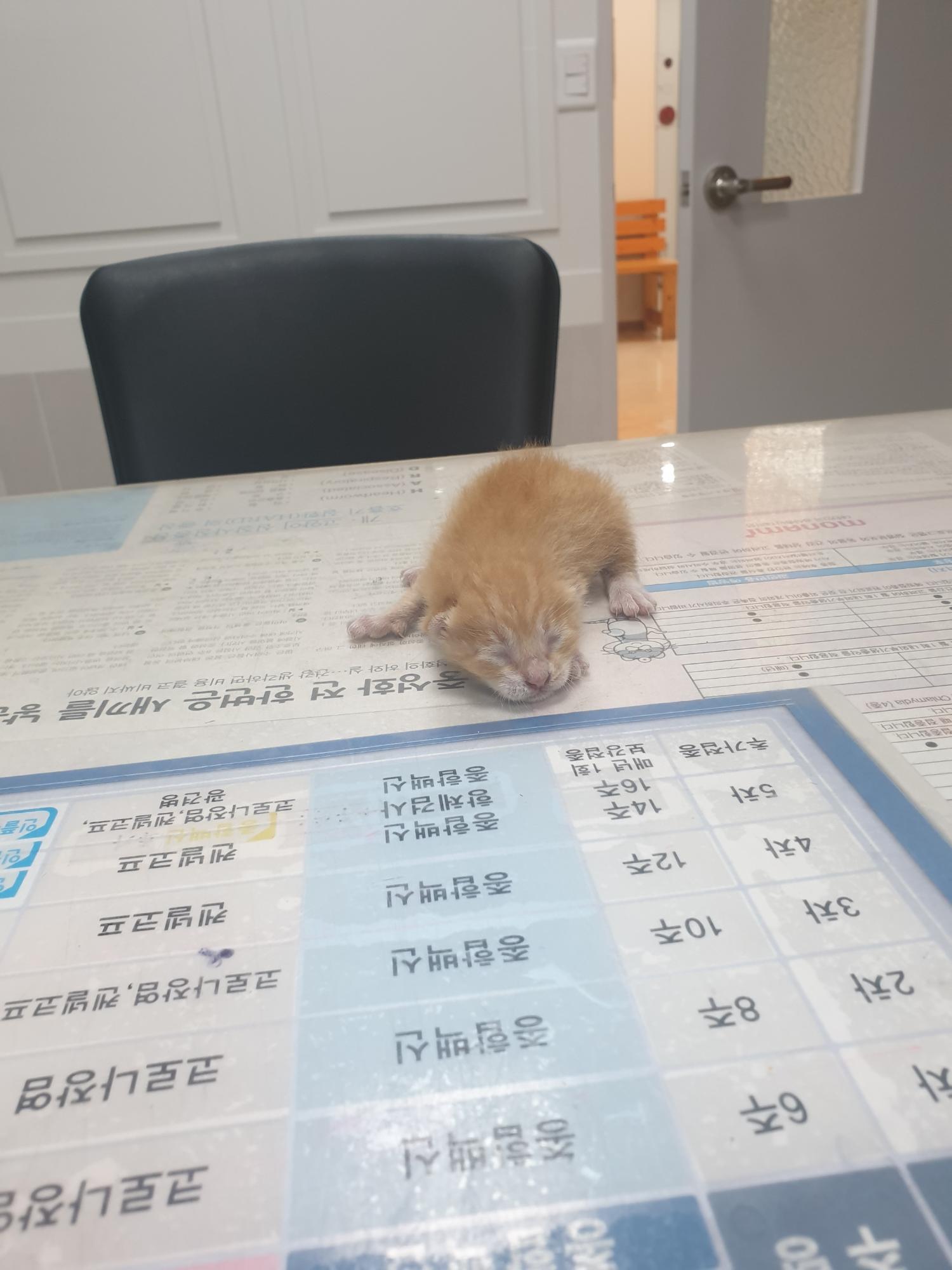 한국 고양이 이미지 파일 입니다.