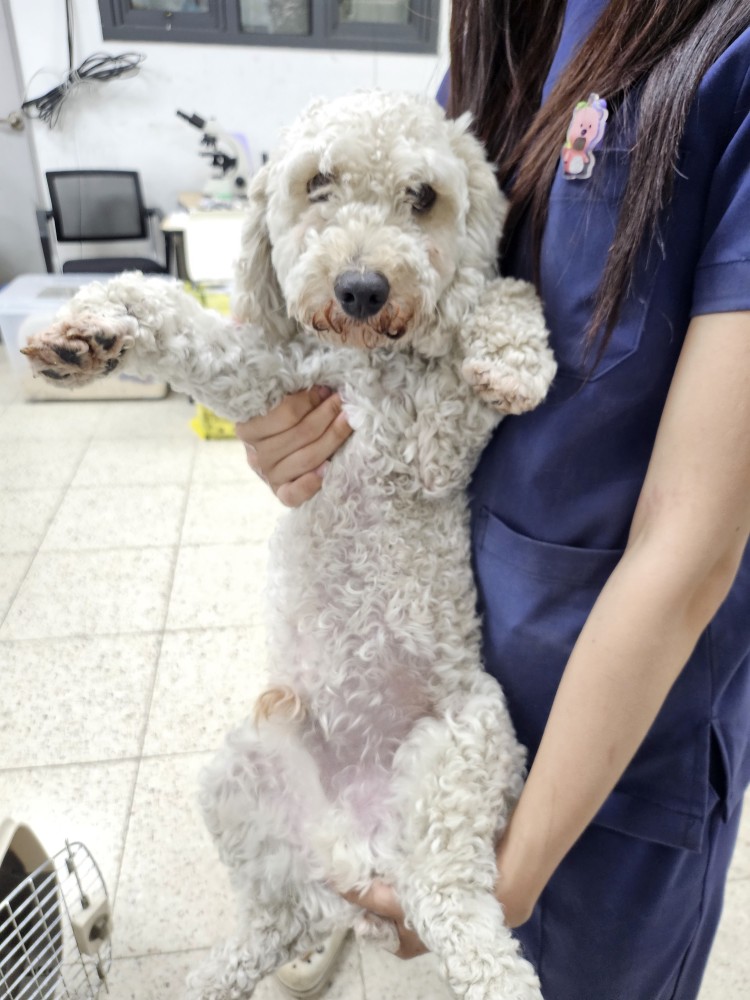 푸들 이미지 파일 입니다.