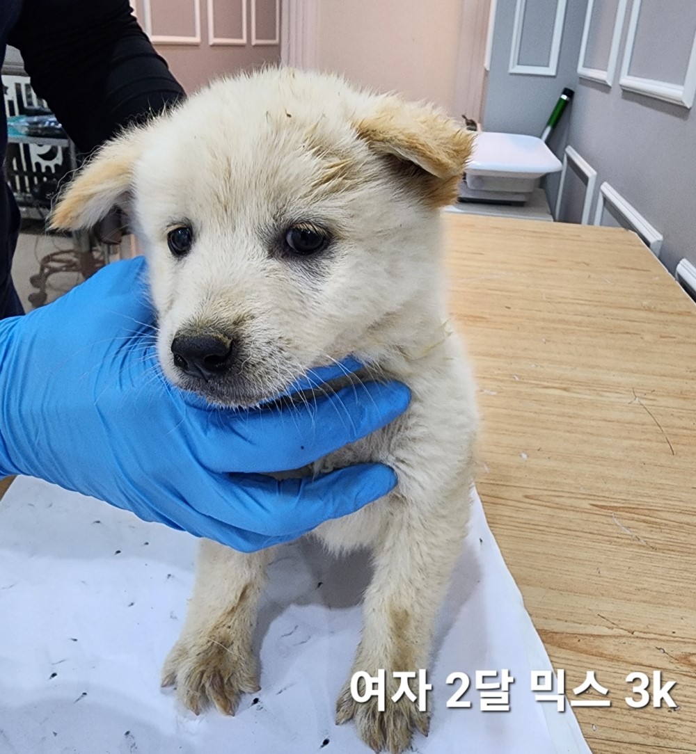 믹스견 이미지 파일 입니다.