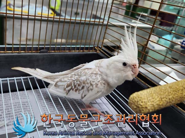 [기타축종] 앵무새 이미지 파일 입니다.