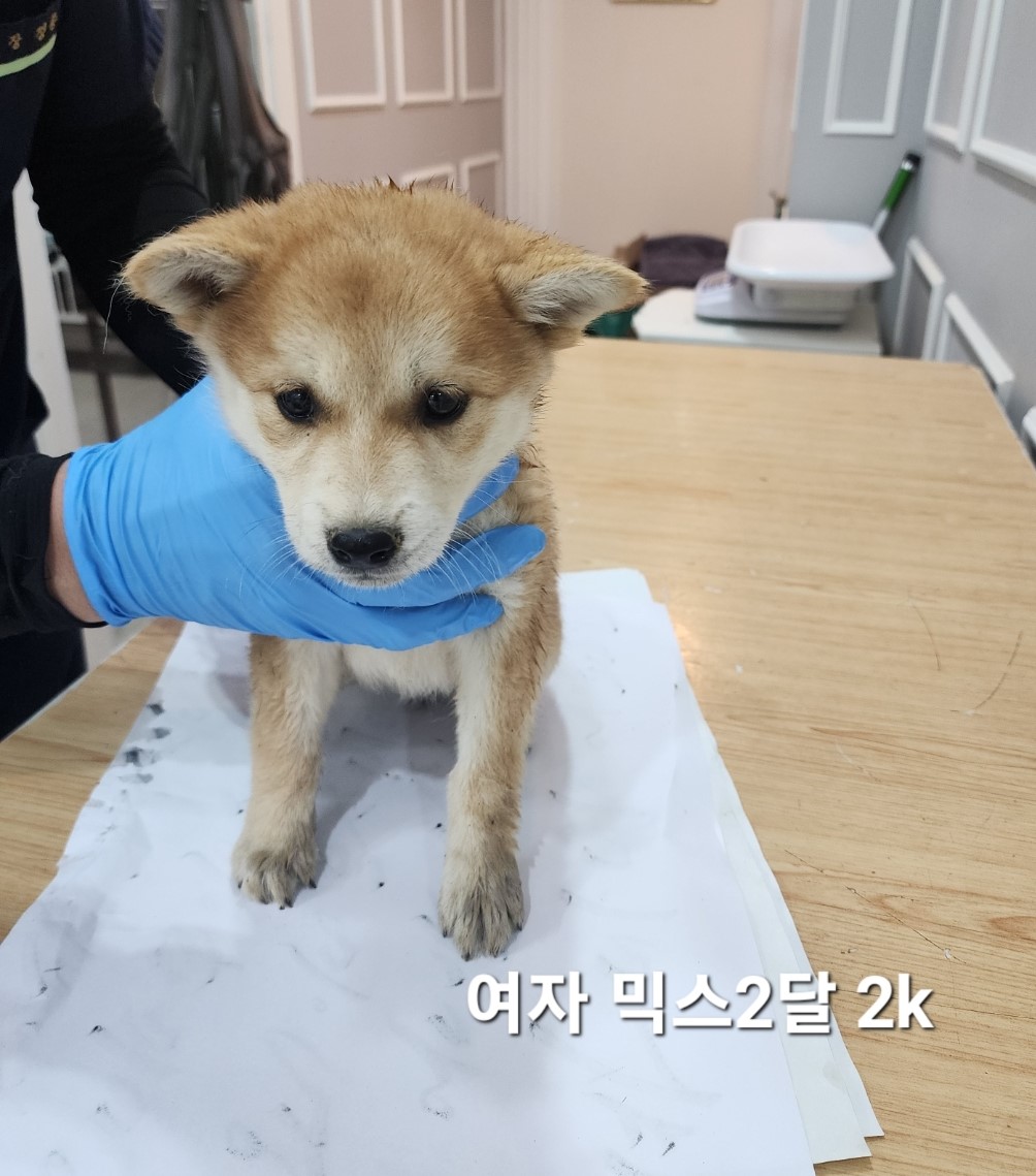 믹스견 이미지 파일 입니다.