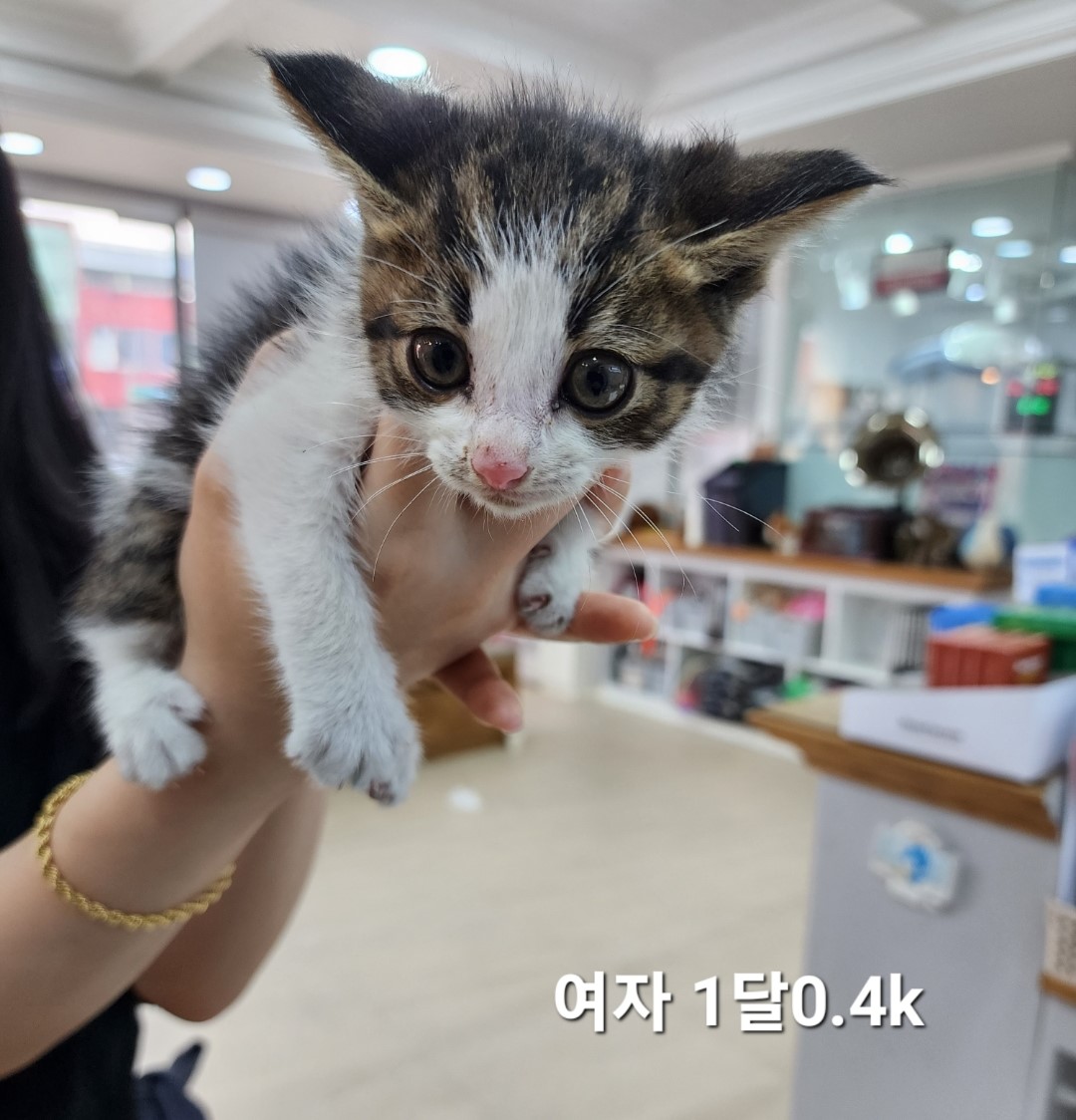 한국 고양이 이미지 파일 입니다.