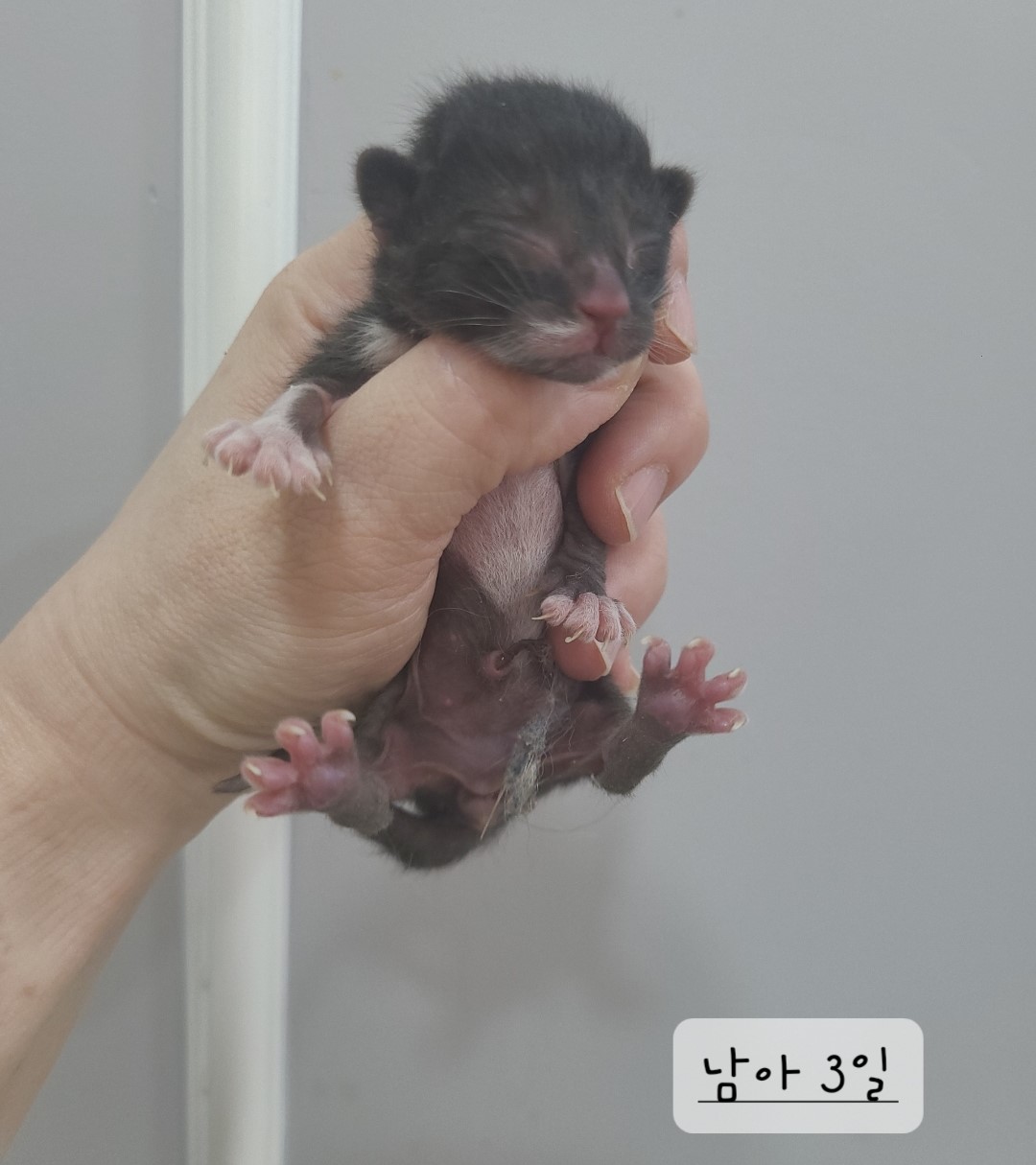한국 고양이 이미지 파일 입니다.