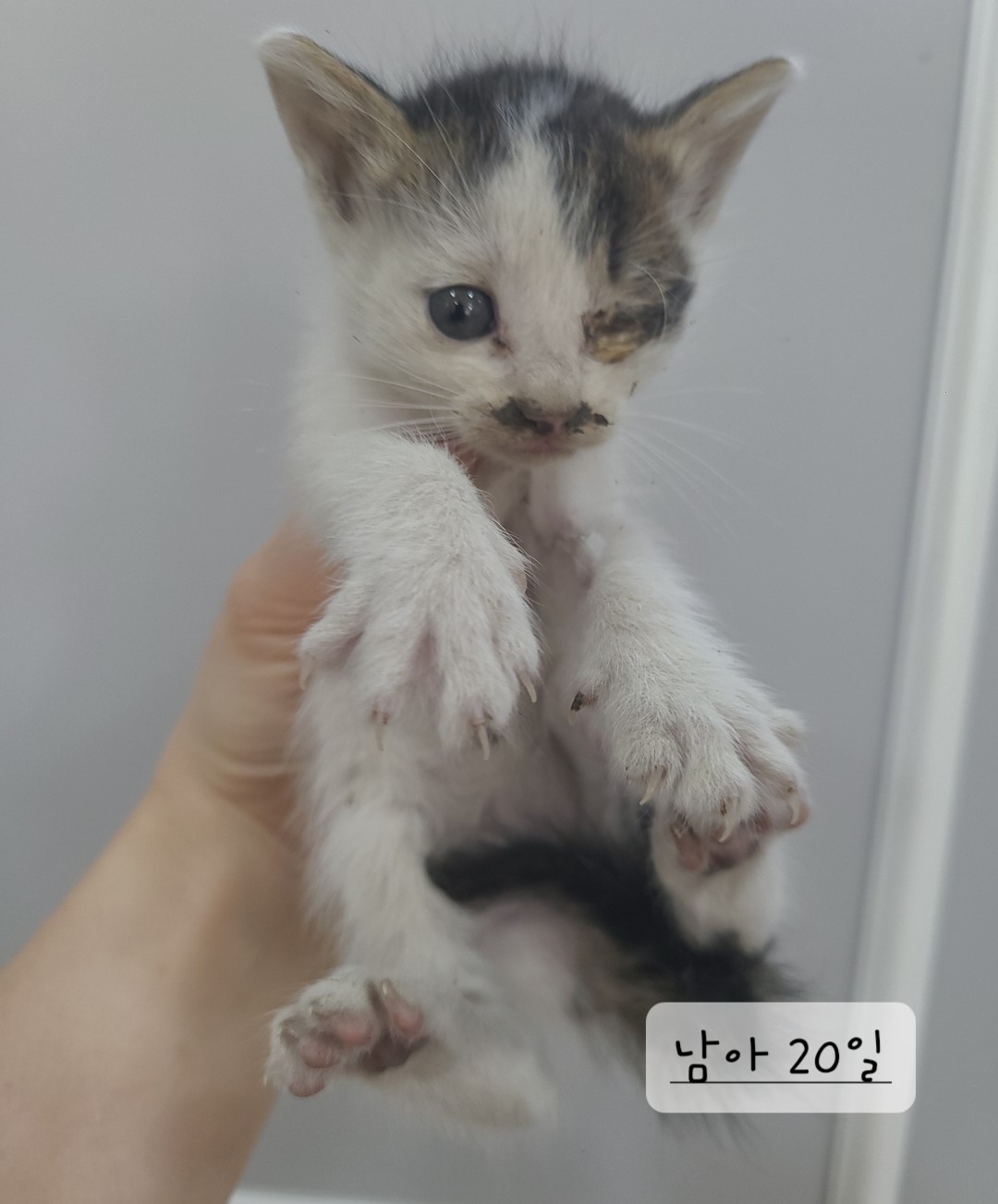 한국 고양이 이미지 파일 입니다.