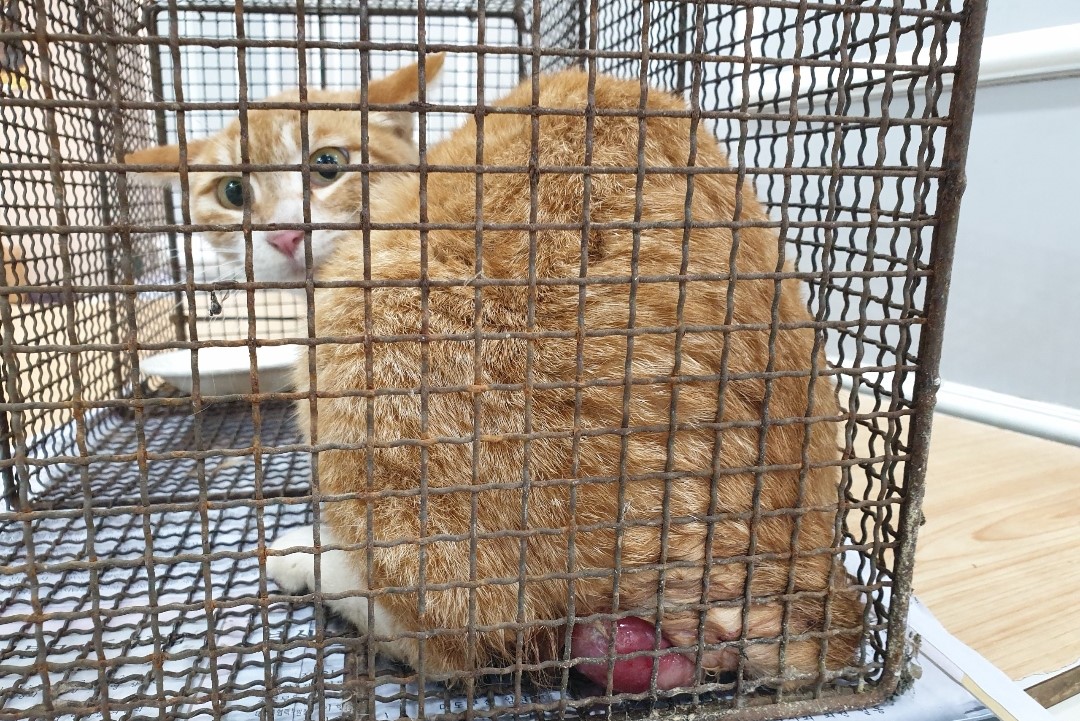 한국 고양이 이미지 파일 입니다.