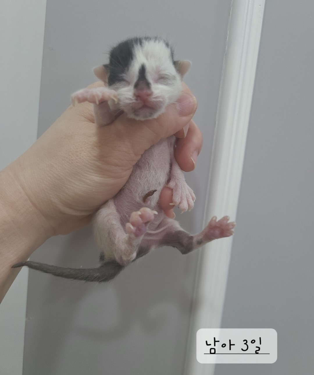 한국 고양이 이미지 파일 입니다.