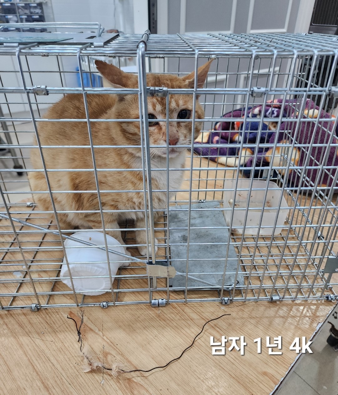 한국 고양이 이미지 파일 입니다.