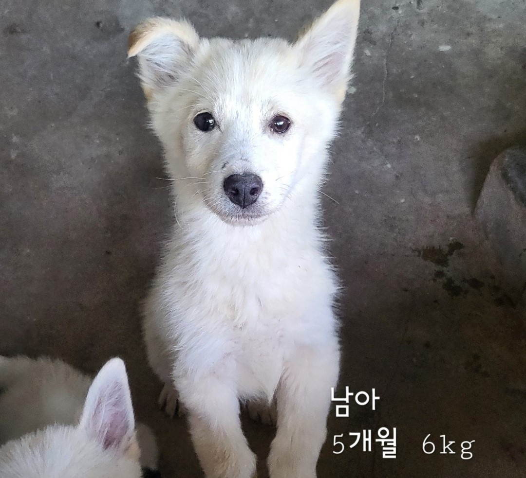 믹스견 이미지 파일 입니다.