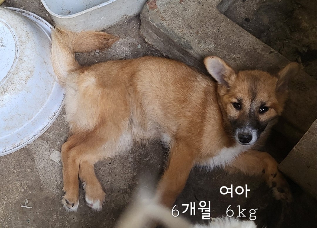 믹스견 이미지 파일 입니다.