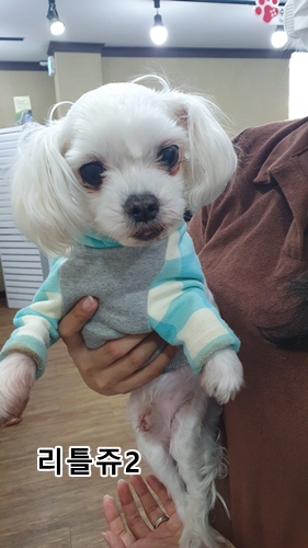 말티즈 이미지 파일 입니다.