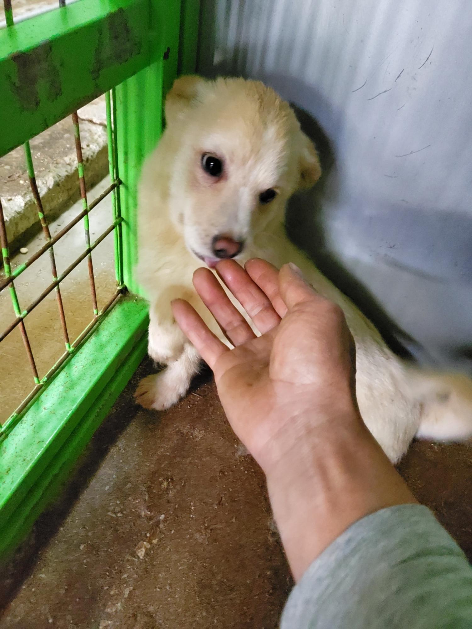 믹스견 이미지 파일 입니다.