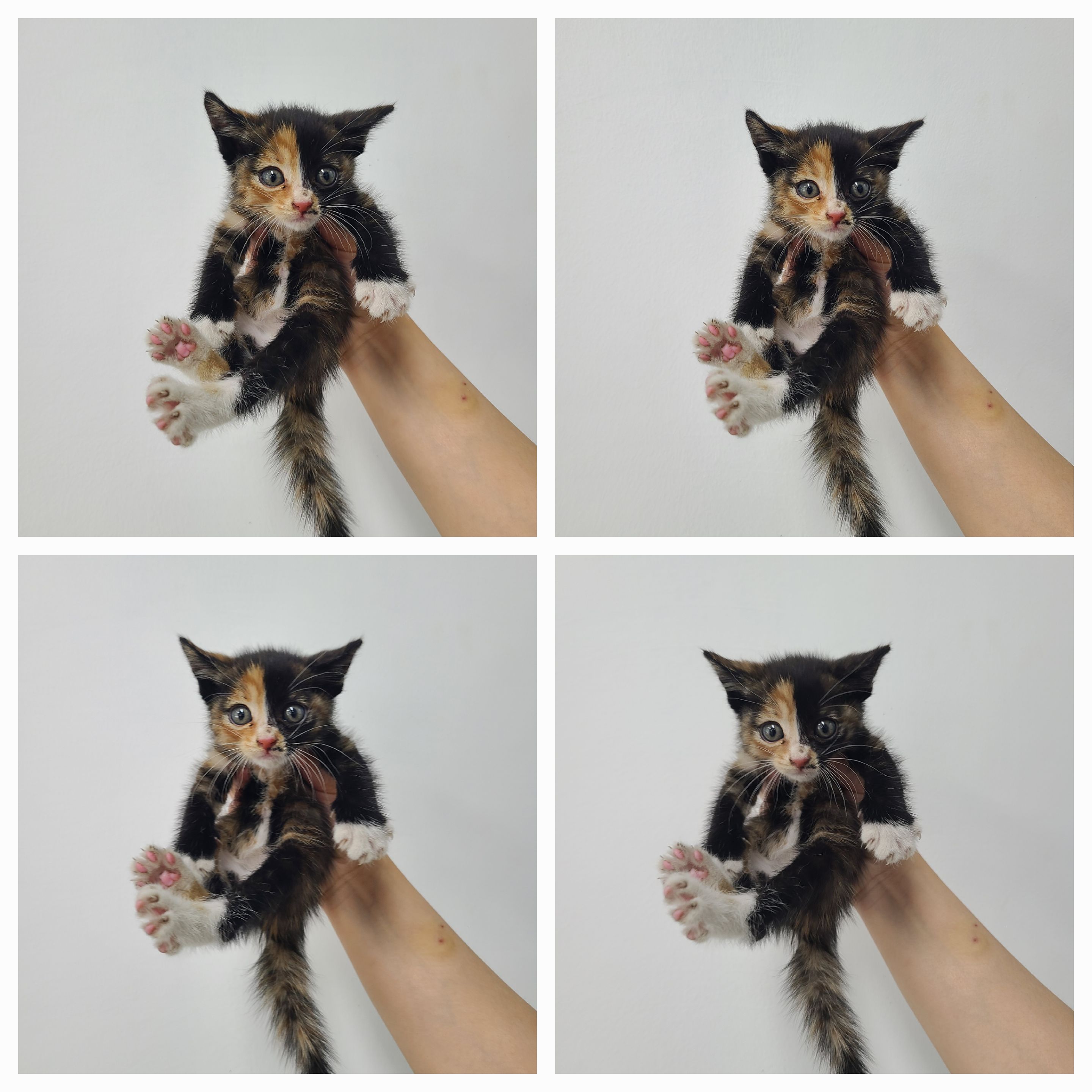 한국 고양이 이미지 파일 입니다.