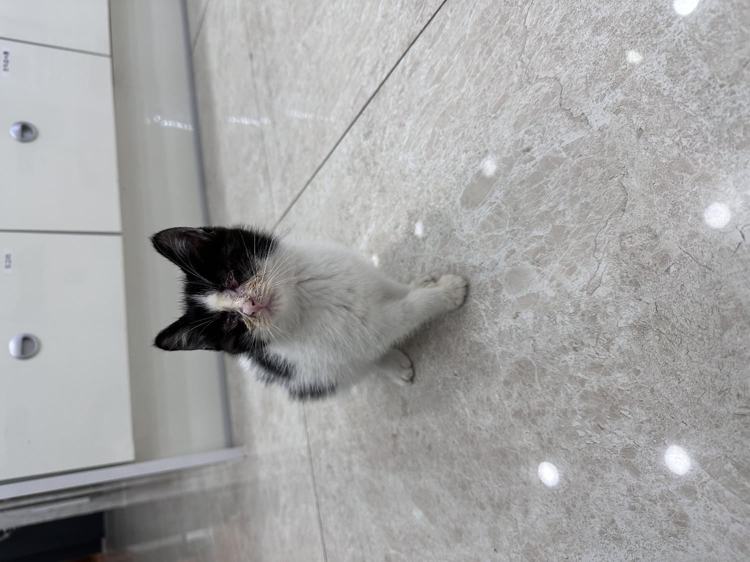 한국 고양이 이미지 파일 입니다.