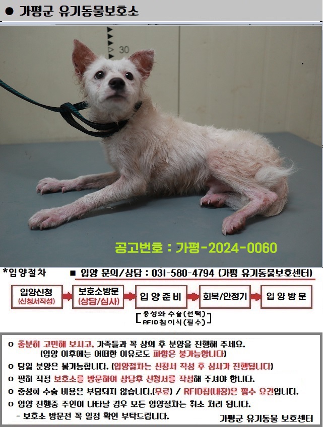 믹스견 이미지 파일 입니다.