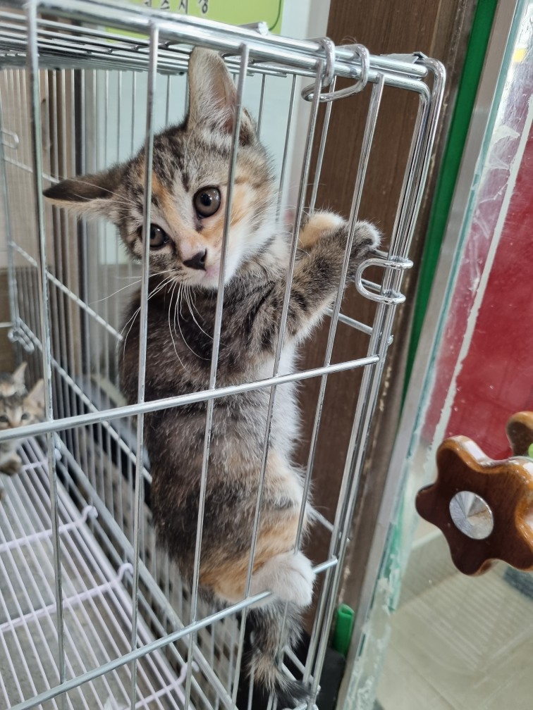 한국 고양이 이미지 파일 입니다.