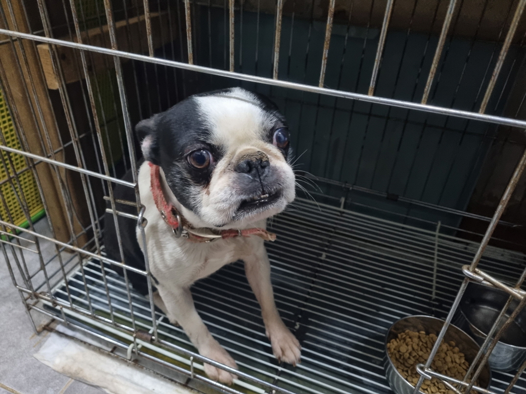 보스턴 테리어 이미지 파일 입니다.