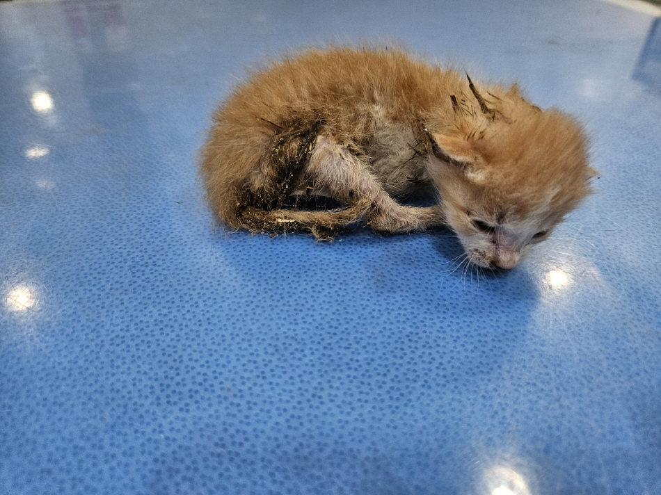 한국 고양이 이미지 파일 입니다.