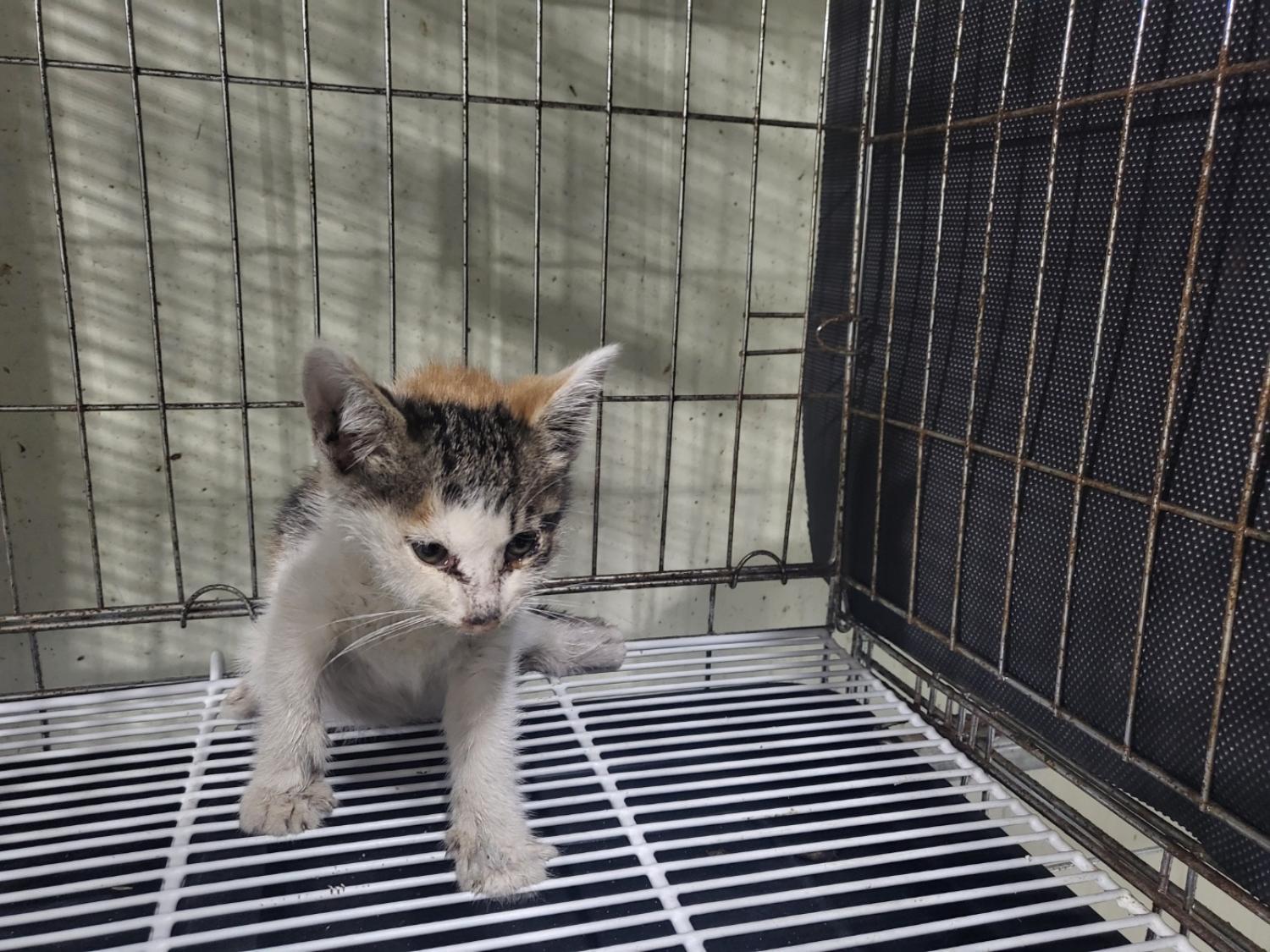 한국 고양이 이미지 파일 입니다.