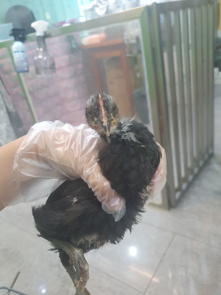 [기타축종] 닭 이미지 파일 입니다.