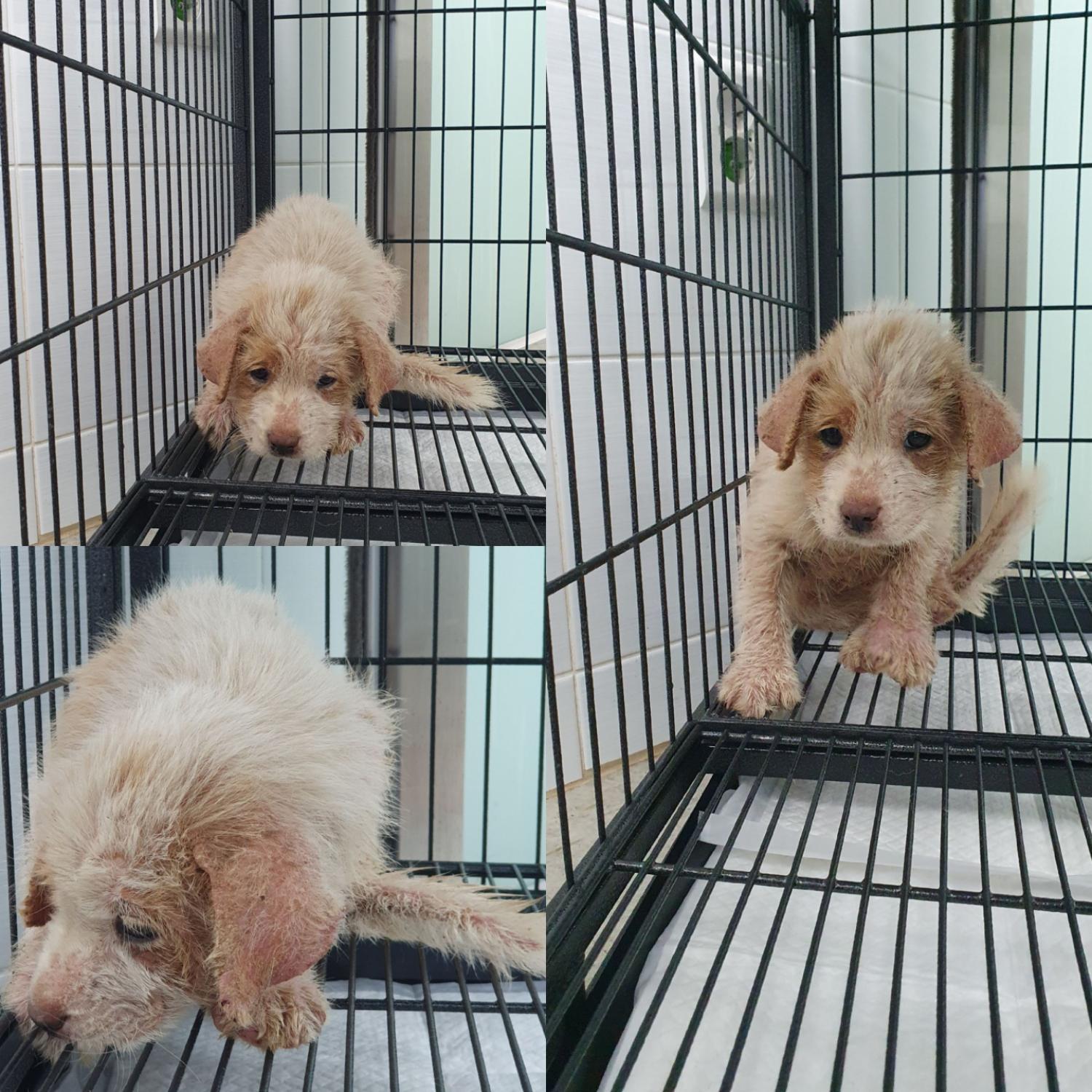 믹스견 이미지 파일 입니다.