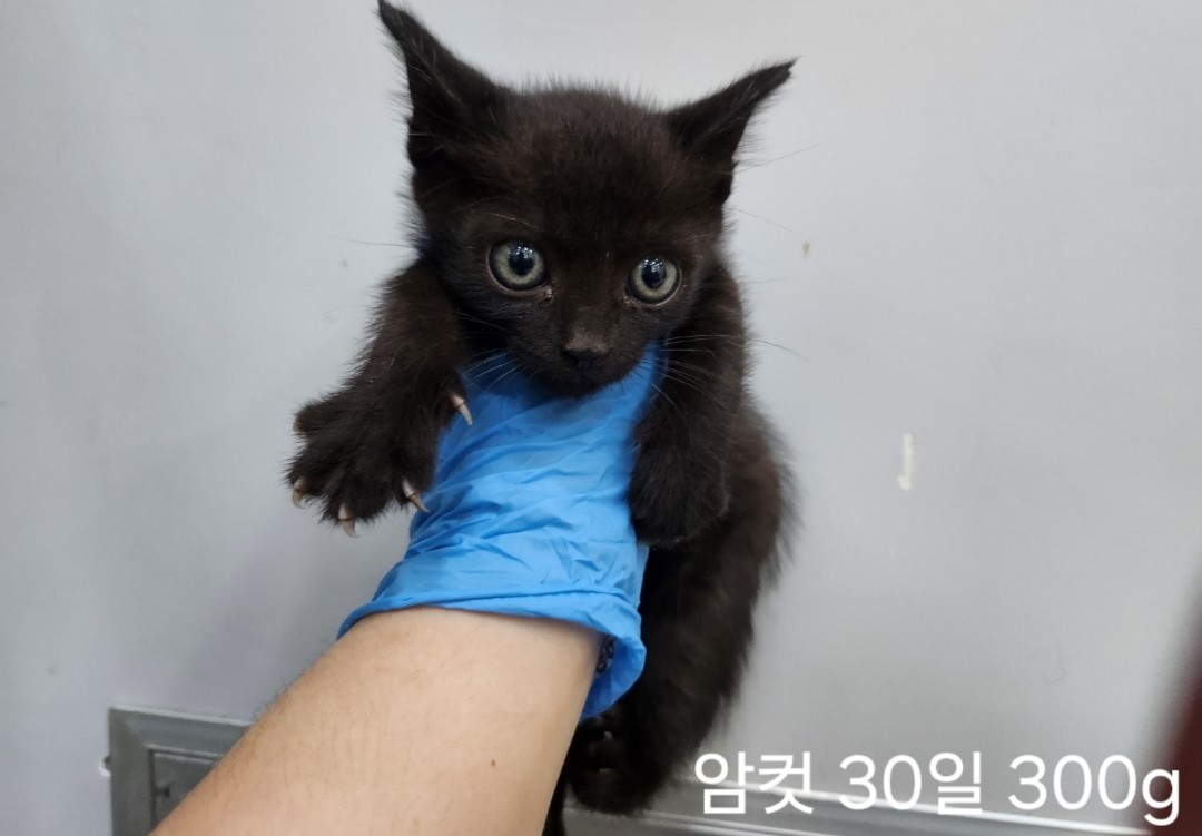 한국 고양이 이미지 파일 입니다.