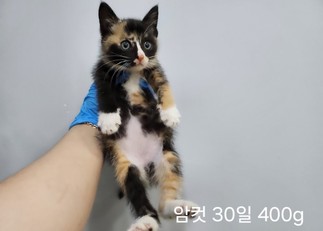 한국 고양이 이미지 파일 입니다.