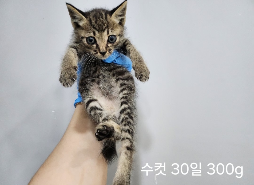 한국 고양이 이미지 파일 입니다.