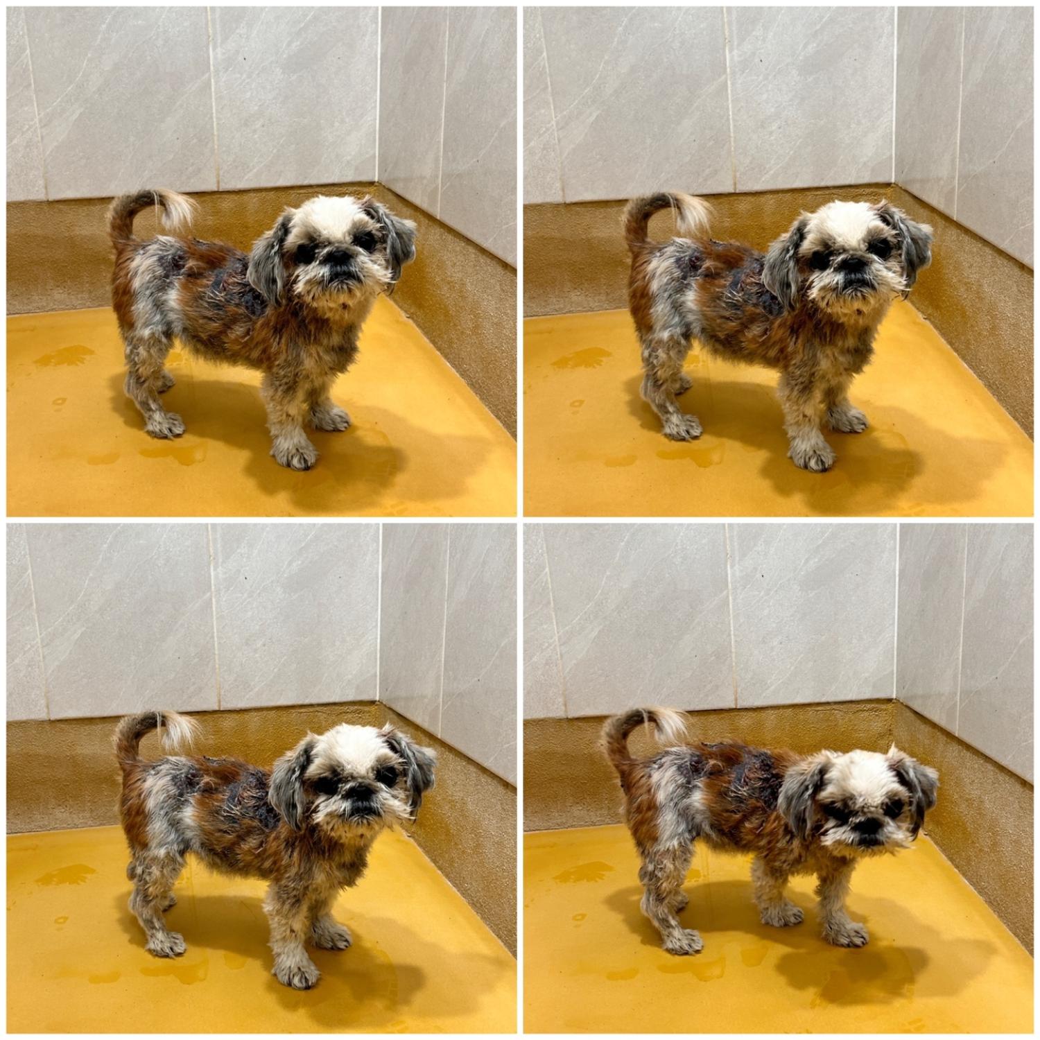 시츄 이미지 파일 입니다.