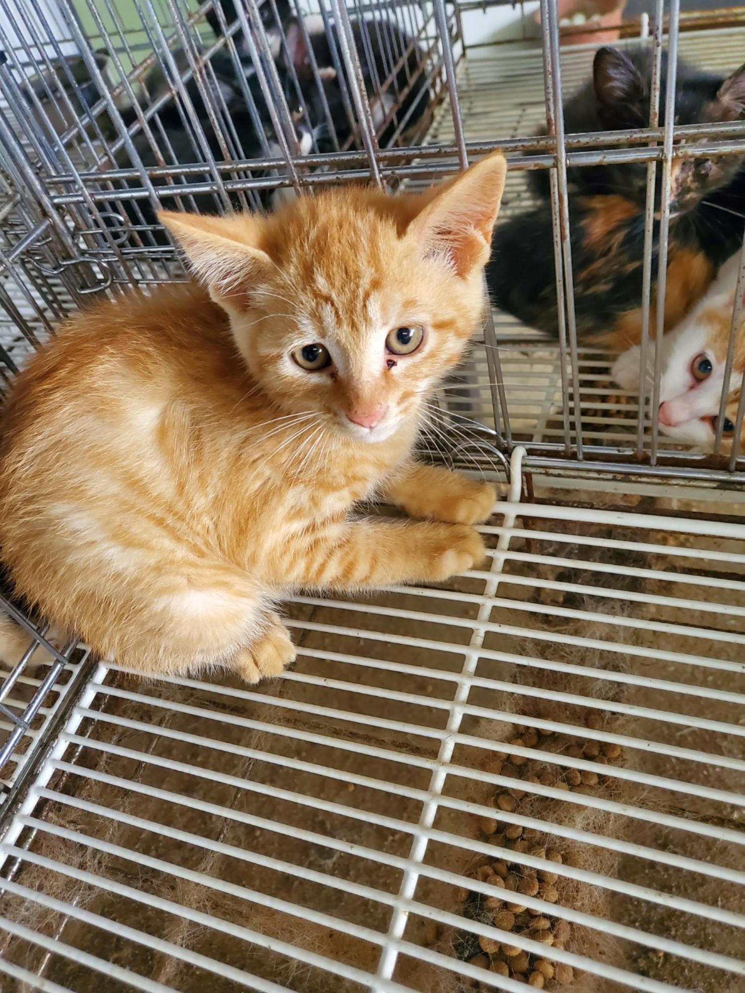 한국 고양이 이미지 파일 입니다.
