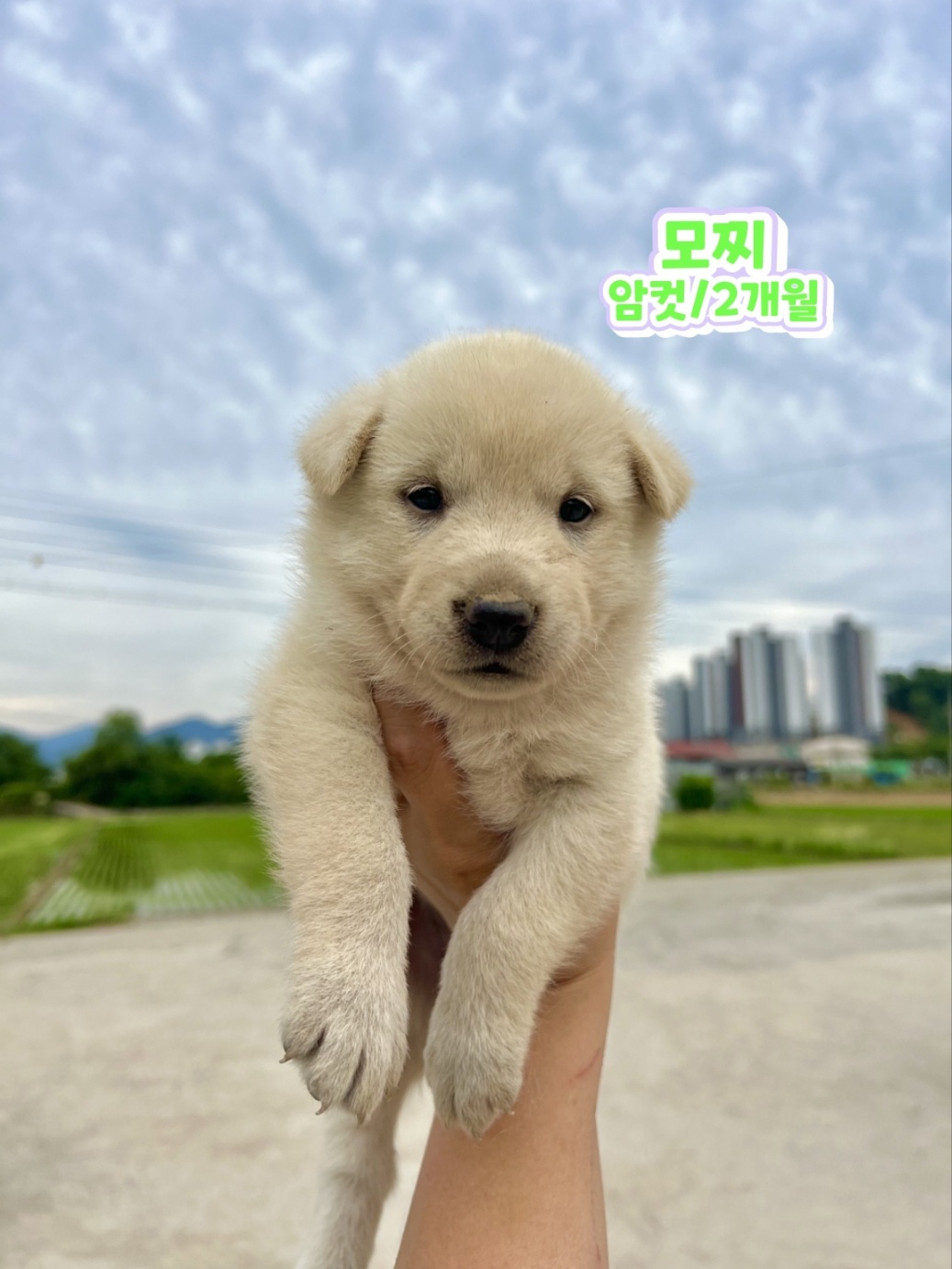 믹스견 이미지 파일 입니다.