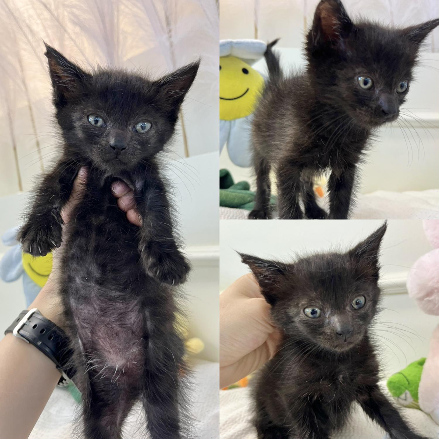 한국 고양이 이미지 파일 입니다.