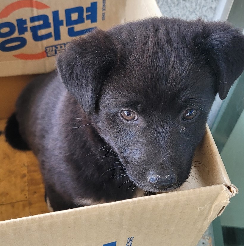 믹스견 이미지 파일 입니다.