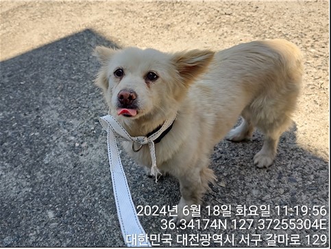 믹스견 이미지 파일 입니다.