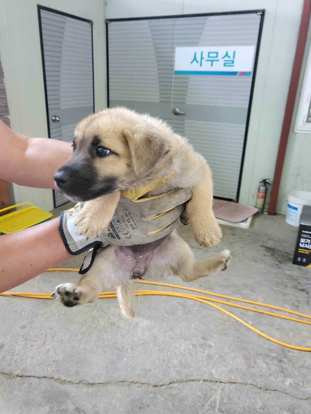 믹스견 이미지 파일 입니다.