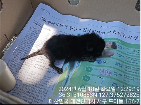한국 고양이 이미지 파일 입니다.