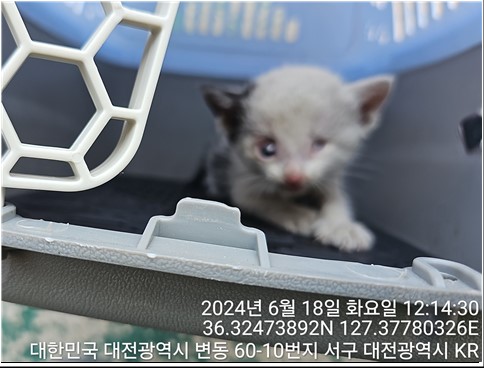 한국 고양이 이미지 파일 입니다.