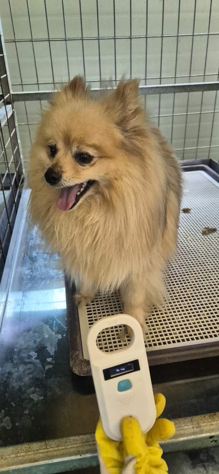 포메라니안 이미지 파일 입니다.
