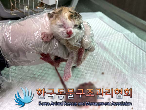 한국 고양이 이미지 파일 입니다.
